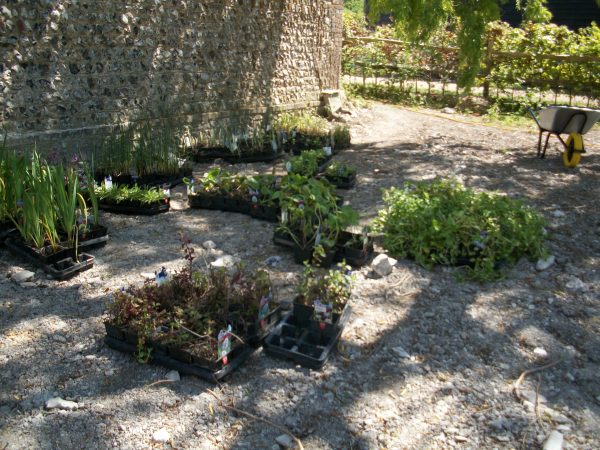 Pond Plants Arrive Arcadia Garden Design