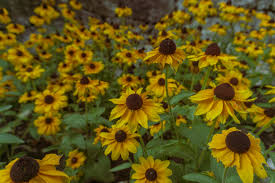  A mass of 'Daisy' A bright late summer display.