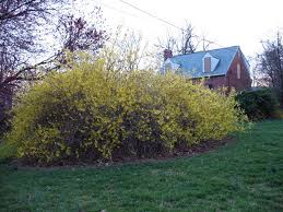  Forsytha making a late winter splash of colour