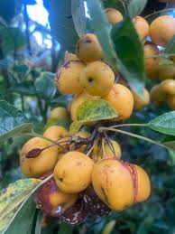 A laden branch of Crab-Apples