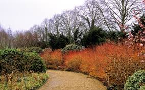  coloured winter cornus stems