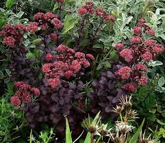 Purple foliage plants making a splash in a mixed planting scheme.