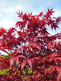  Acer palmatum 'Atropurpureum'