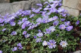 Anemone blanda mix