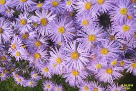  Aster amellus 'King George'