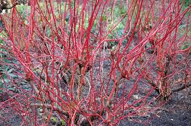  Cornus alba 'Sibirica'