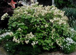  Fothergilla major