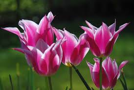  Tulipa 'May Time'