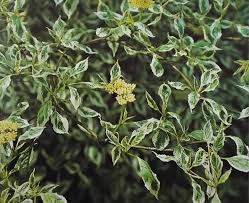 Cornus alba 'Alba-Variegata'