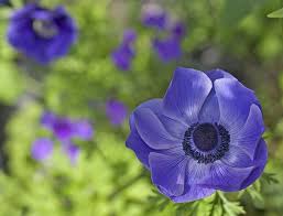  Anemone De caen 'Mr Fokker'