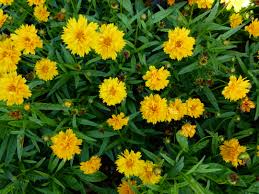  Coreopsis grandiflora 'Early Sunrise'