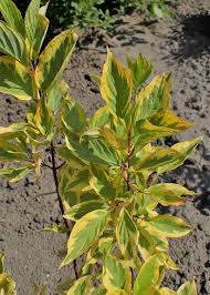  Cornus alba 'Spaethii'