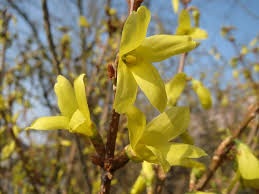 Forsytha 'Fiesta'