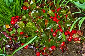  Gaultheria prcumbens