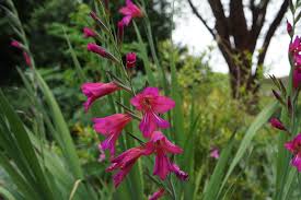  Gladiolus byzantinus