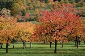  Malus 'tschonocskii'