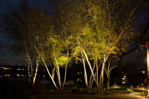 Trees up-lit | Arcadia Garden Design