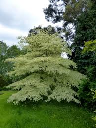  Cornus controversa 'Variegata'