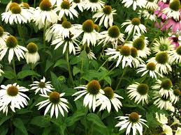 Echinacea purpurea 'White Swan'