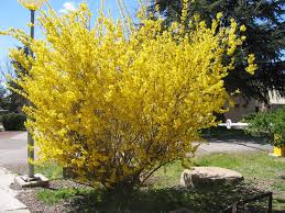  Forsytha 'Weekend'