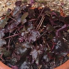  Heuchera 'Chocolate Ruffles'