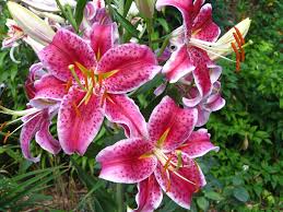  Lilium 'Stargazer'