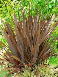  Phormium 'Thumbellina'