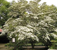 Cornus kousa var. 'Chinensis'