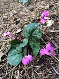  Cyclamen coum maurice 'Dryden'