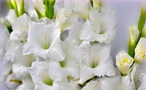  Gladiolus colvillei 'The Bride'