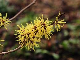  Hamamelis x intermedia 'Diane'