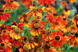  Helenium 'Moerheim Beauty'