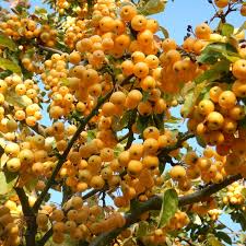 Malus zumivar. calocarpa 'Goldern Hornet'