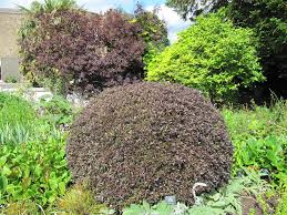 Pottosporum tenuifolium 'Tom Thumb'