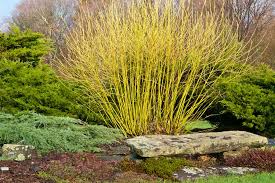  Cornus stolonifera 'Flaviramea'