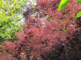  Cotinus coggygria 'Royal Purple'