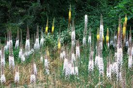 Eremurus charleston