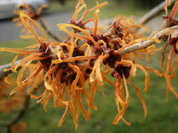  Hamamelis x intermedia 'Jelena'