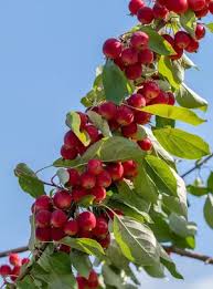 Malus x robusta 'Red Sentinel'