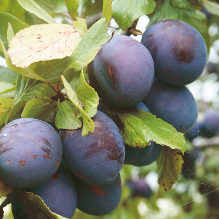 Plums and GreenGages - The taste of High Summer! | Arcadia Garden Design