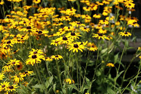  Rudbeckia var. sullivantii 'Goldstrum'