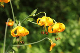  Lilium 'Sunny Morning'