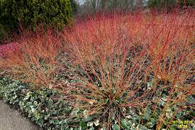  Cornus sanguinea 'Winter Flame'