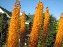  Eremurus cleoptra