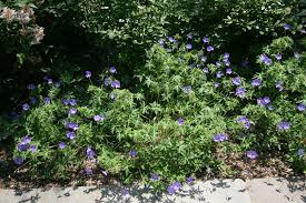  Geraniums are a superb garden plant and a must for all gardens.