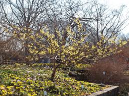  Hamamelis mollis 'Pallida'