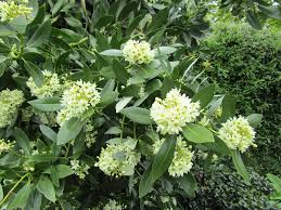  Skimma japonica 'Kew Green;