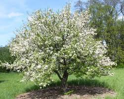  Malus scheideckerii 'Red Jade'