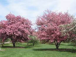  Crab-apple trees planted on mass.