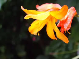  Crocosmia x crocosmiiflora 'Columbus'